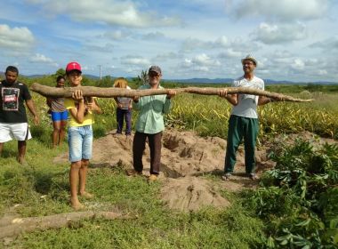 Moradores de Itaberaba colhem aipim 'gigante' de quase cinco metros 11