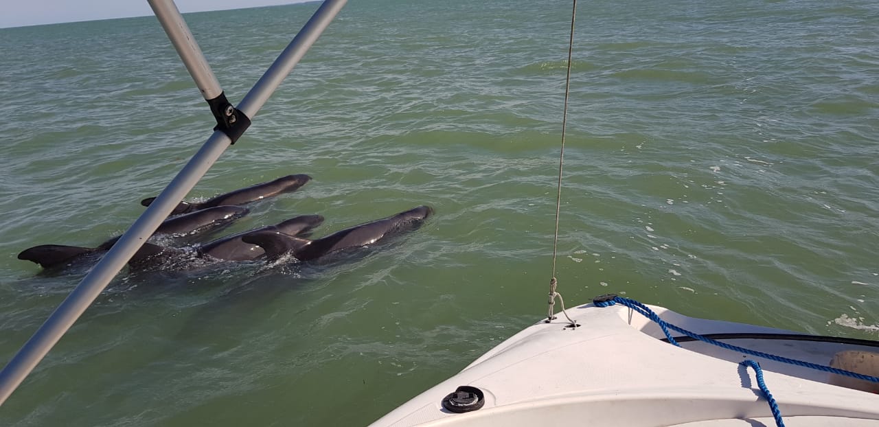 Grupo de golfinhos orca-pigmeias é resgatado em Porto Seguro 6