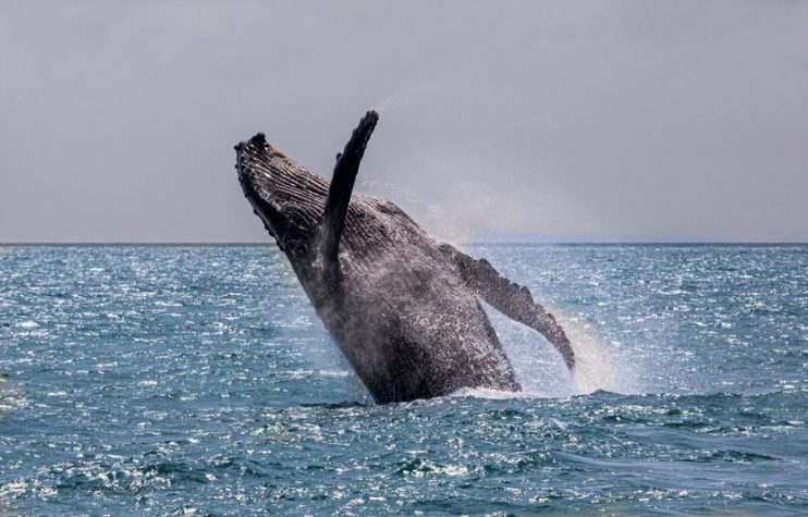 Temporada das baleias começa mais cedo em Porto Seguro 10