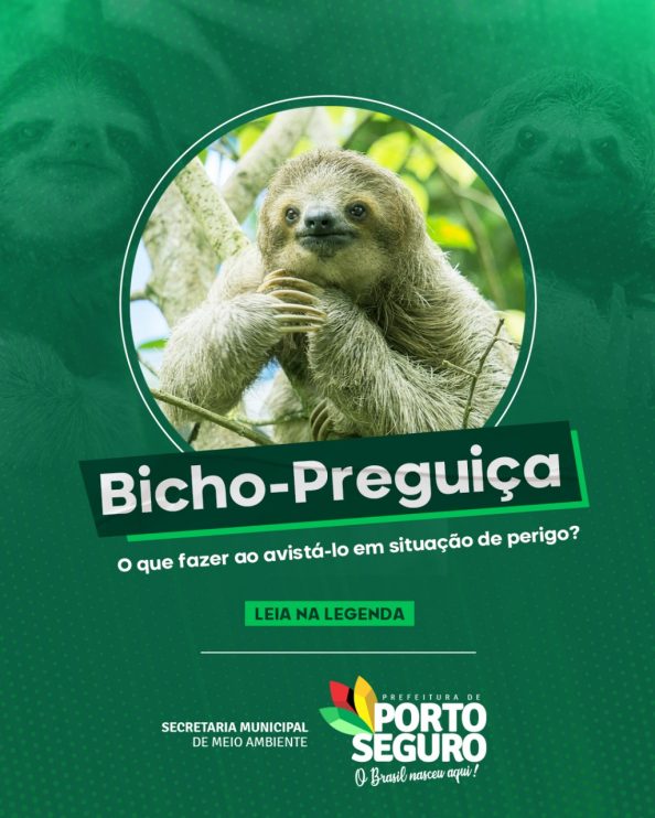 Bicho-preguiça: preserve a espécie 12
