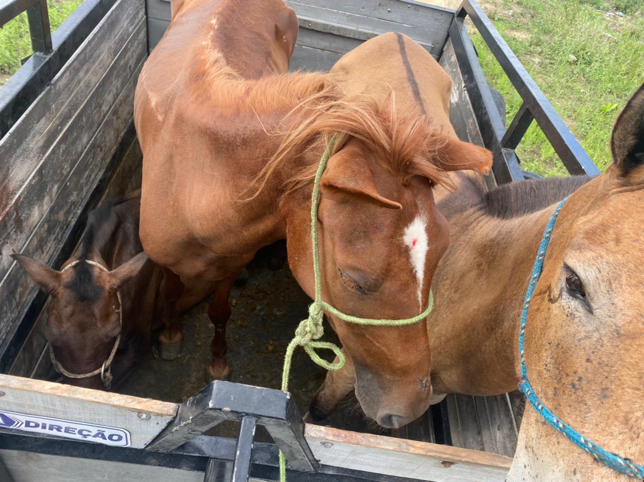 Semac apura denúncias de maus-tratos a animais no Jambreiro 6