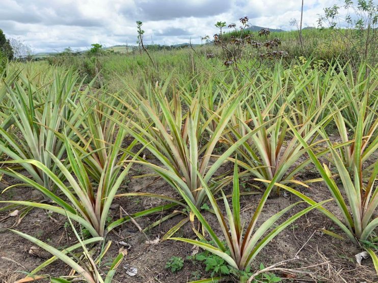 Agricultura realiza visita técnica no meio rural para acompanhar produção dos agricultores cadastrados no PAA 11