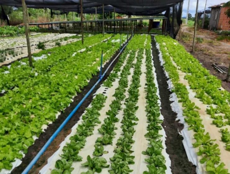 Agricultura realiza visita técnica no meio rural para acompanhar produção dos agricultores cadastrados no PAA 18