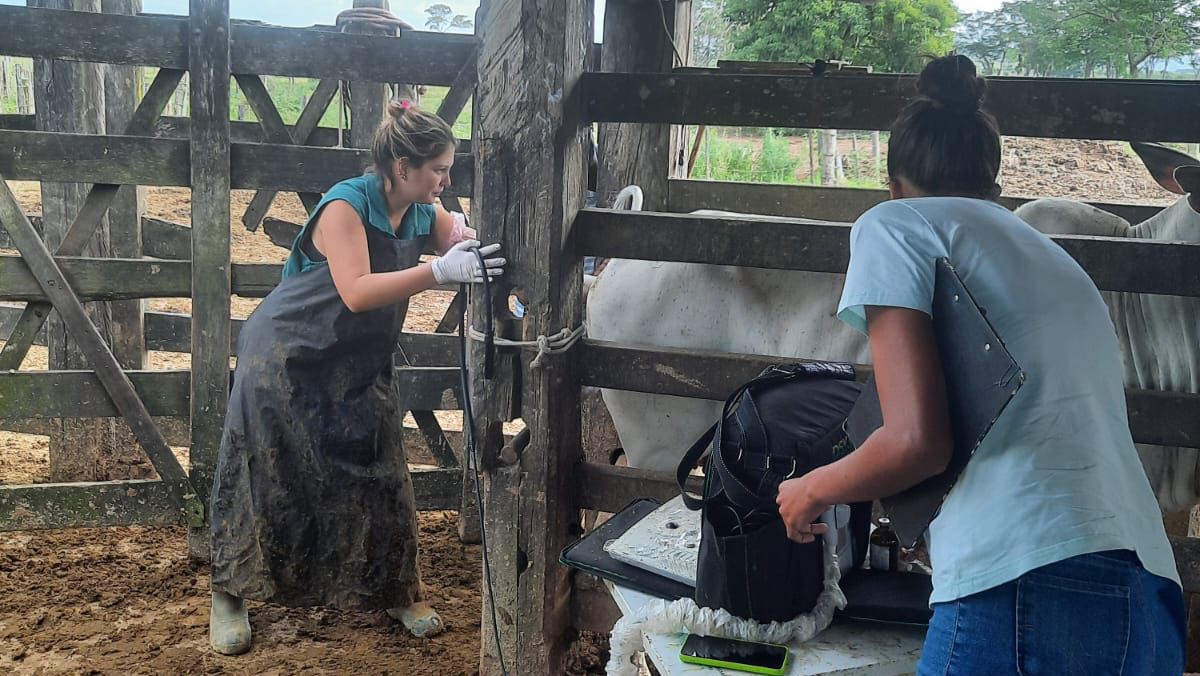 Mais Pecuária: Prefeitura de Eunápolis inicia programa para aumentar produtividade de gado de corte e leite 5