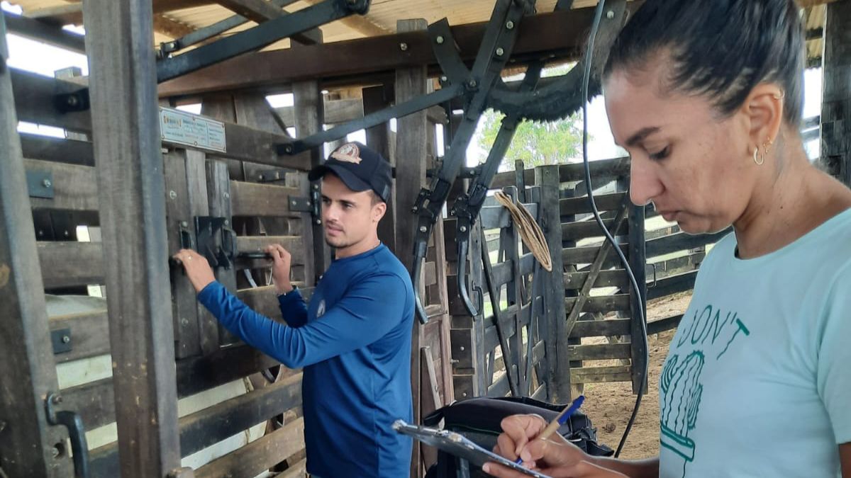 Mais Pecuária: Prefeitura de Eunápolis inicia programa para aumentar produtividade de gado de corte e leite 7