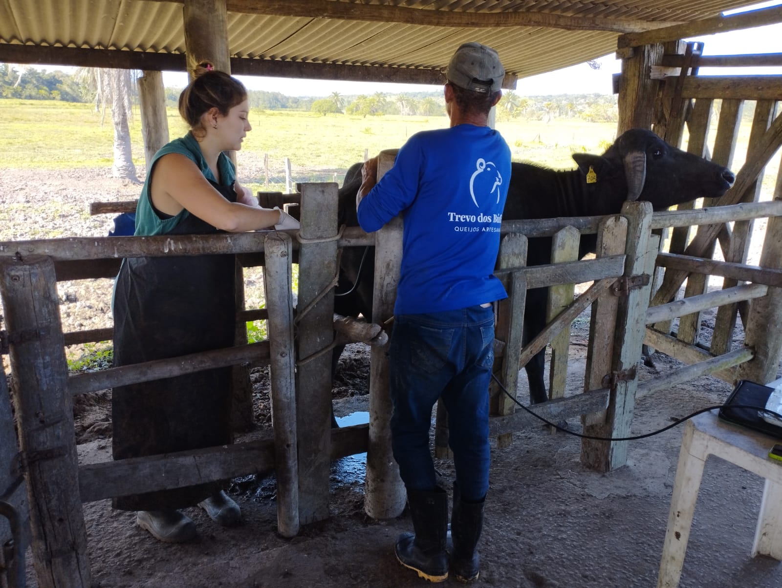 Inseminação de alta genética chega aos rebanhos de Porto Seguro 5