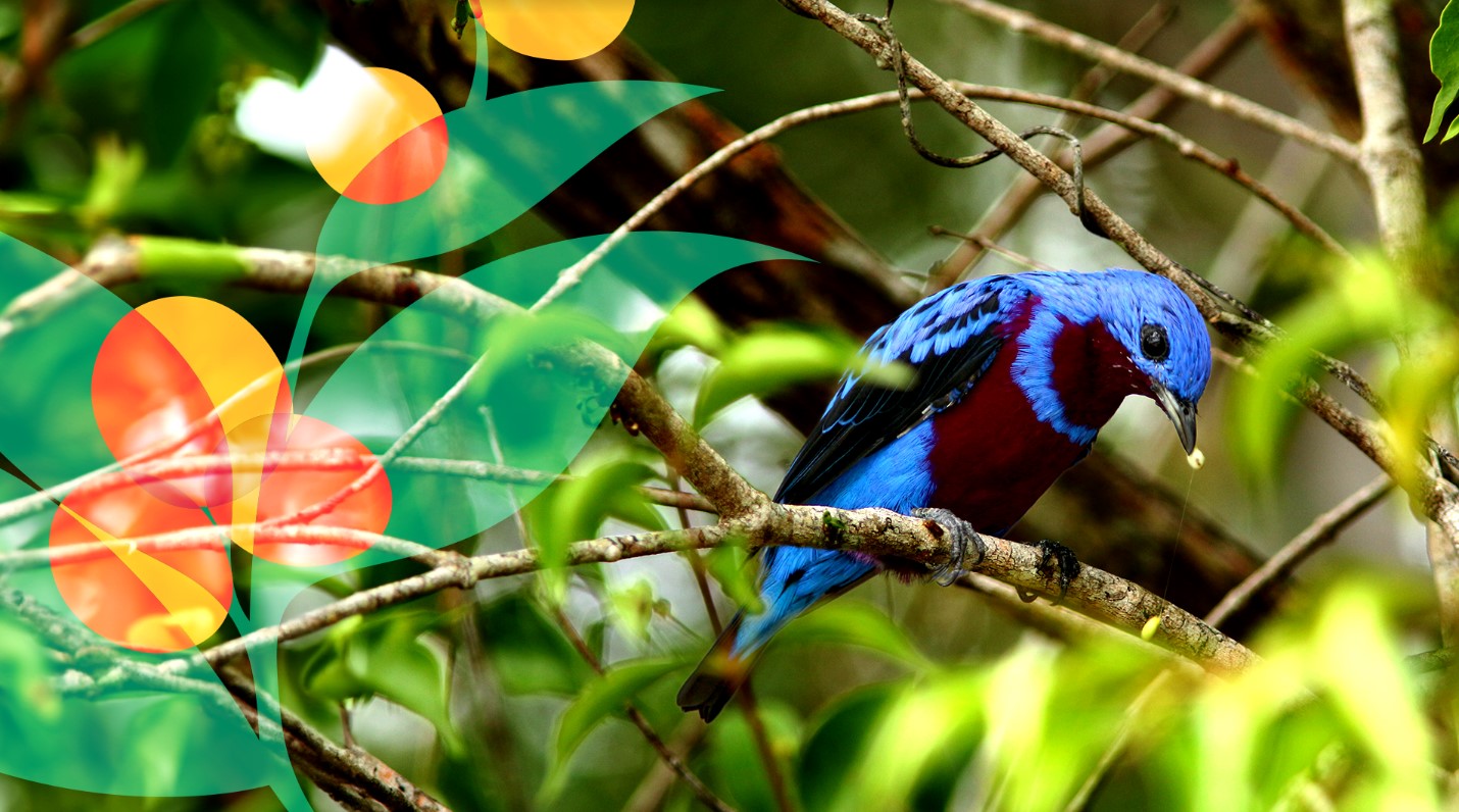 Nova marca é criada para a maior Reserva de Mata Atlântica do NE 6