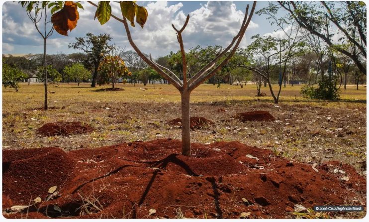 Brasil perdeu 16% de vegetação herbácea e arbustiva em 38 anos 4