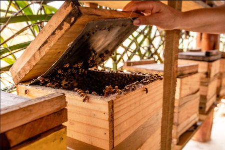 Veracel fortalece seu apoio para o desenvolvimento da apicultura no Sul da Bahia 4