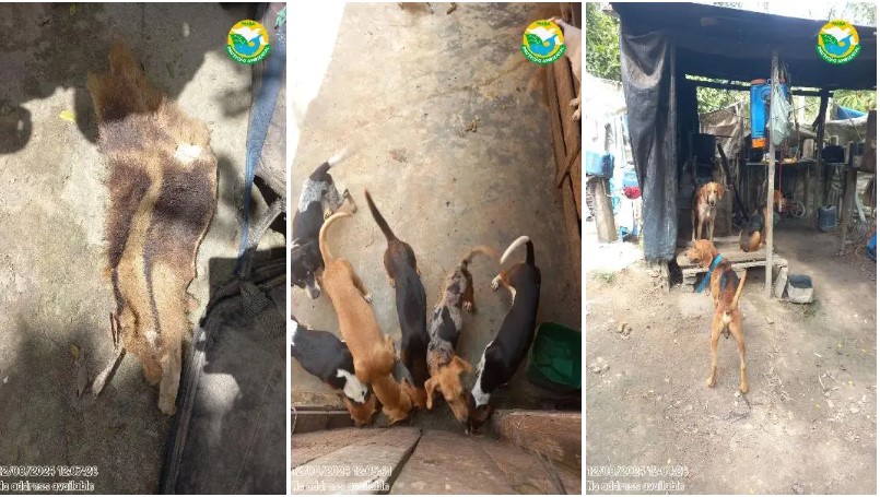 CIPPA/PS desativa Cativeiro Ilegal de Animais Silvestres em Santa Cruz Cabrália 5