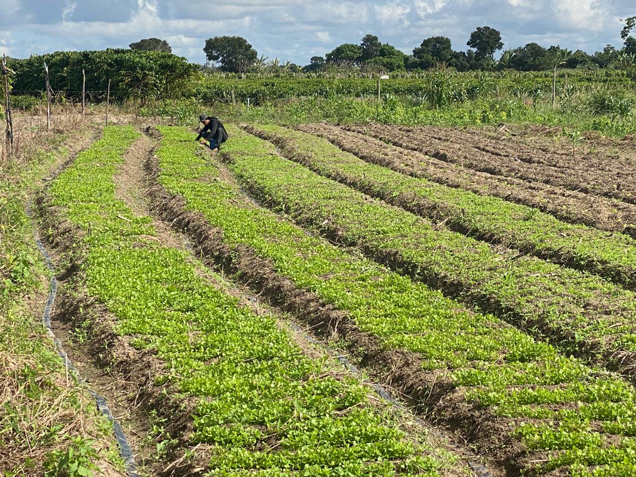 Prefeitura de Porto Seguro cadastra agricultores para o PAA 6