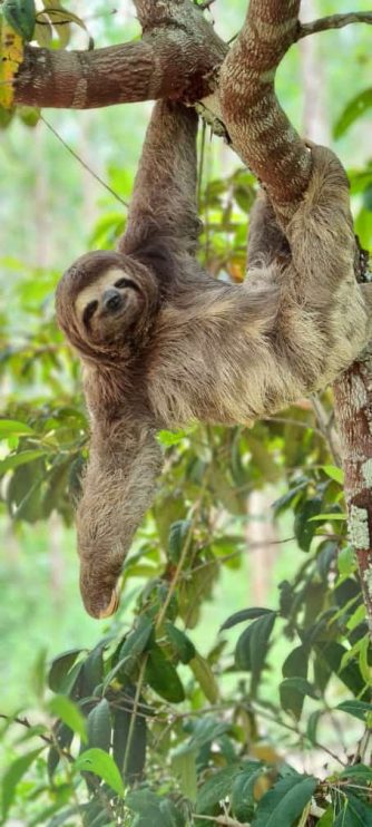 Veracel identifica centenas de ocorrências de caça anualmente em áreas de proteção ambiental 4