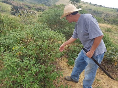 Planta nativa da Mata Atlântica vira fonte de renda para agricultores familiares na Bahia 14