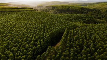 Veracel celebra o Dia da Árvore com foco em preservação, restauração e combate às mudanças climáticas 6