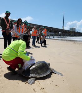 Centro de Reabilitação de Tartarugas Marinhas da Veracel realizou nova soltura de tartaruga marinha na última sexta-feira 3