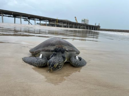 Primeiro Centro de Reabilitação de Tartarugas Marinhas do Extremo Sul da Bahia completa um ano de operação 5