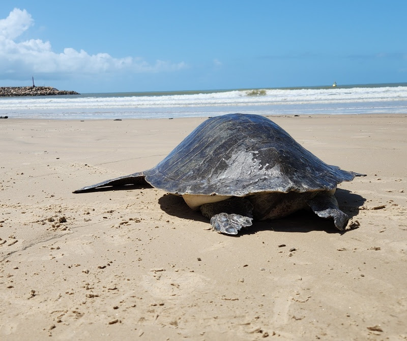 Centro de Reabilitação de Tartarugas Marinhas da Veracel realizou nova soltura de tartaruga marinha na última sexta-feira 5