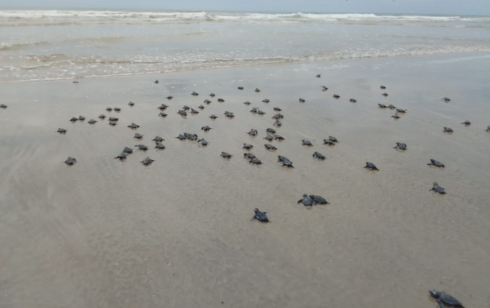 Primeiro Centro de Reabilitação de Tartarugas Marinhas do Extremo Sul da Bahia completa um ano de operação 6