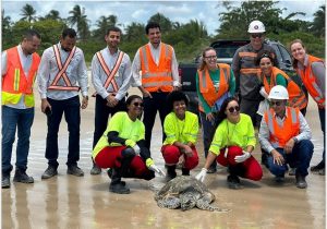 Centro de Reabilitação de Tartarugas Marinhas do Sul da Bahia realiza a soltura de mais uma tartaruga saudável ao mar 1