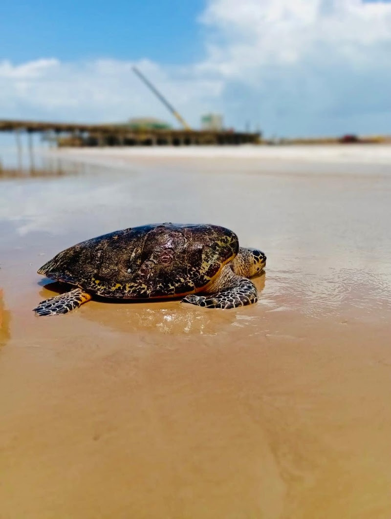 Centro de Reabilitação de Tartarugas Marinhas do Sul da Bahia realiza a soltura de mais uma tartaruga saudável ao mar 5