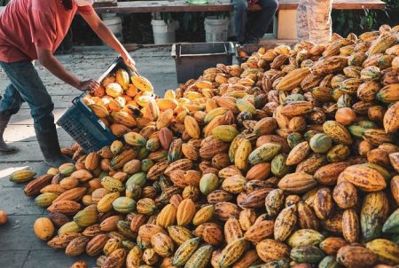 Nestlé vai investir na produção sustentável de cacau na Bahia 7