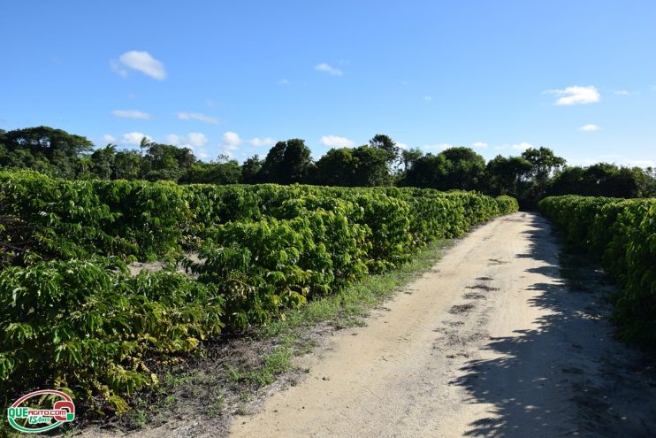 Veracel e SEBRAE promovem almoço com chef Salmo de Oliveira para valorizar agricultura familiar do Sul da Bahia 103