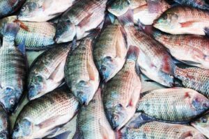 Semana Santa: Prefeitura de Eunápolis distribuirá 20 toneladas de peixe para famílias em vulnerabilidade social 1
