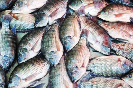 Semana Santa: Prefeitura de Eunápolis distribuirá 20 toneladas de peixe para famílias em vulnerabilidade social 5